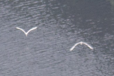 Great Egret - ML32889361