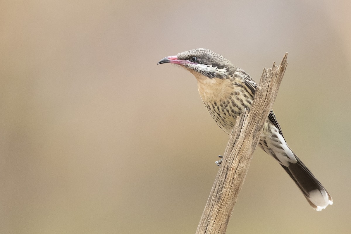 Spiny-cheeked Honeyeater - ML328893771