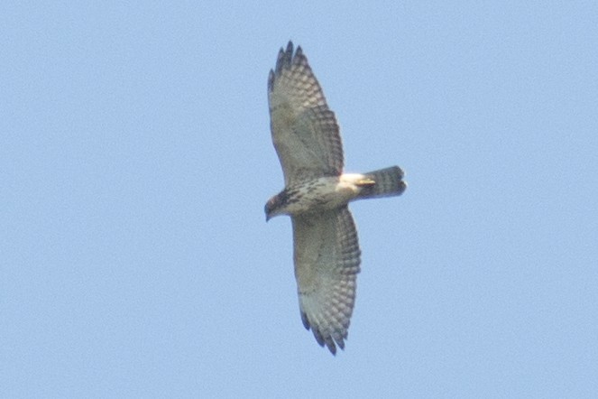 Broad-winged Hawk - ML32889461