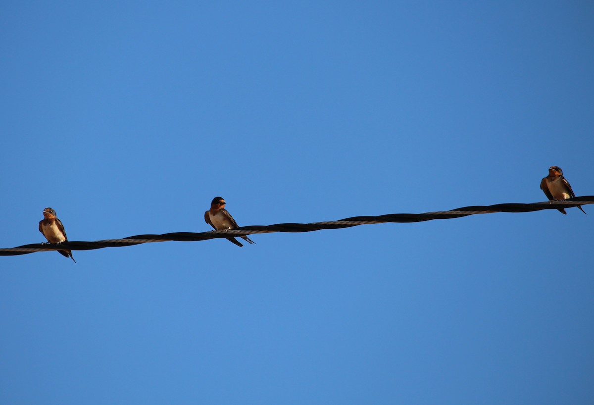 Barn Swallow - Jessie  Brantwein