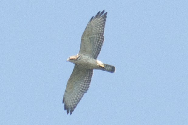 Broad-winged Hawk - ML32889511