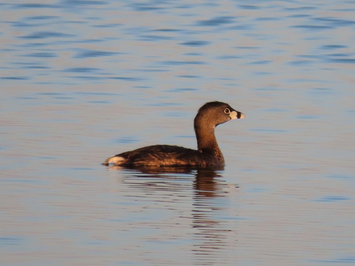 Pied-billed Grebe - Stollery & Flood