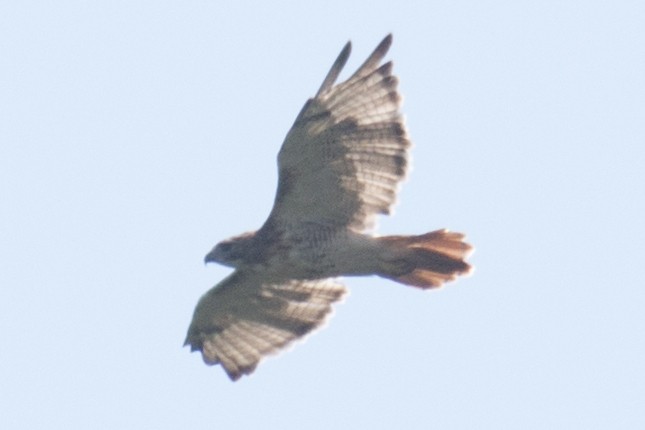 Red-tailed Hawk - ML32889621