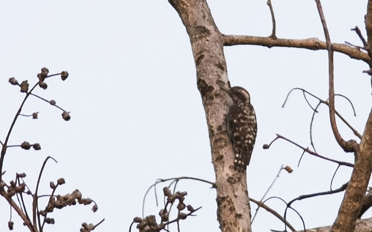Brown-capped Pygmy Woodpecker - ML328896321