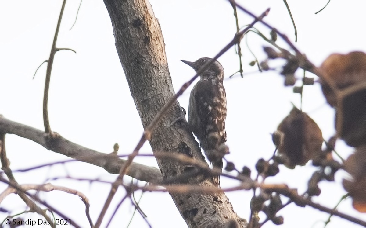 Brown-capped Pygmy Woodpecker - ML328896331