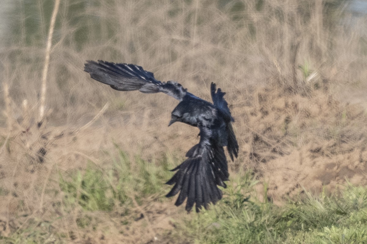 Fish Crow - ML328899321