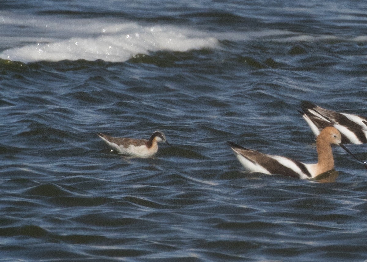 Falaropo Tricolor - ML328900191