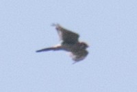 American Kestrel - ML32890081