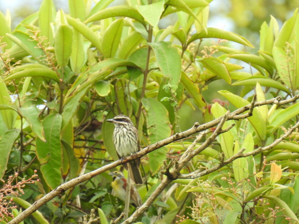 Streaked Flycatcher - ML328901281