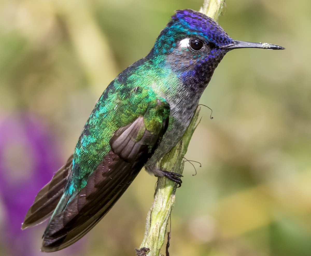 Violet-headed Hummingbird - ML32890201