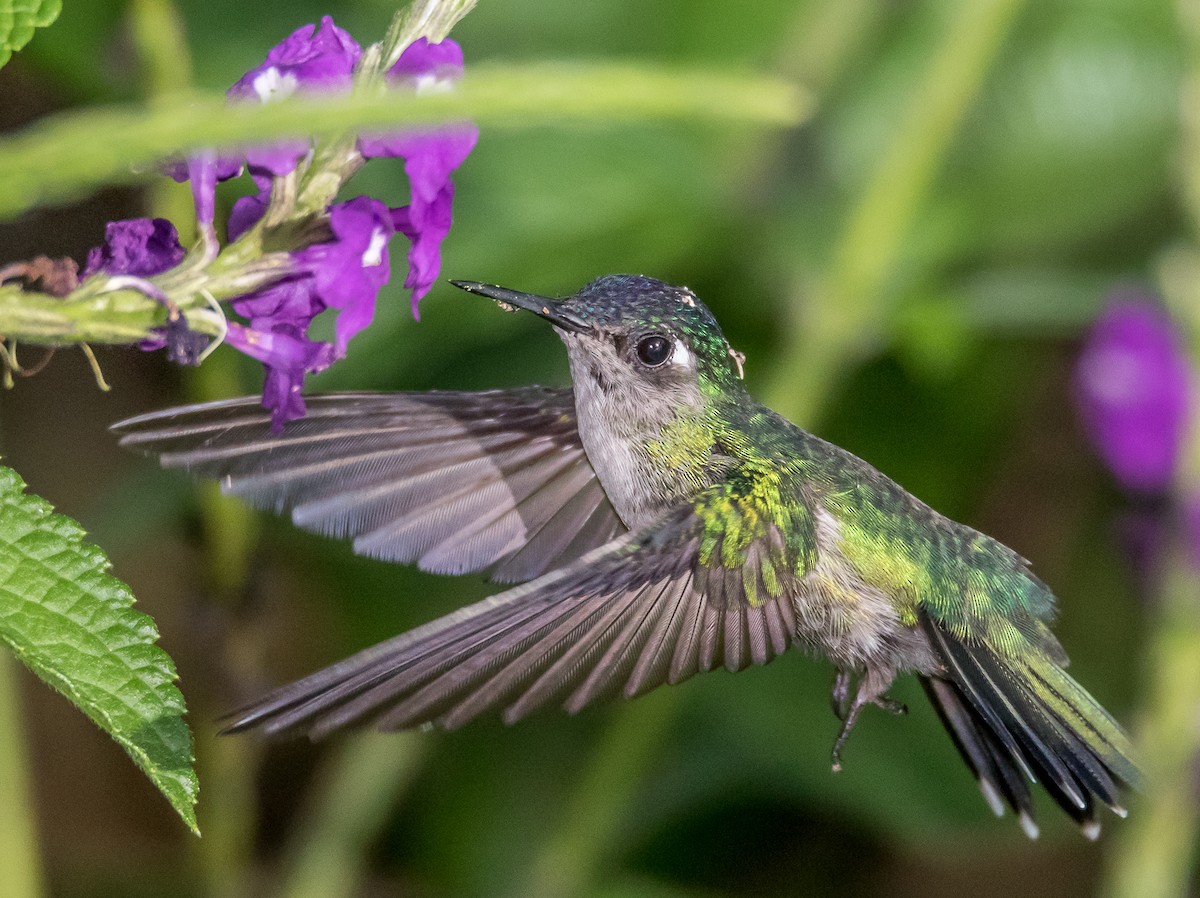 Colibrí Cabeciazul - ML32890211