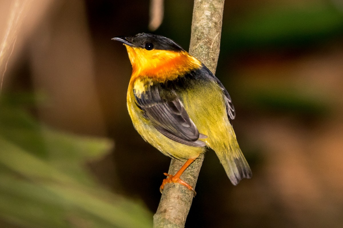 Orange-collared Manakin - ML32890271