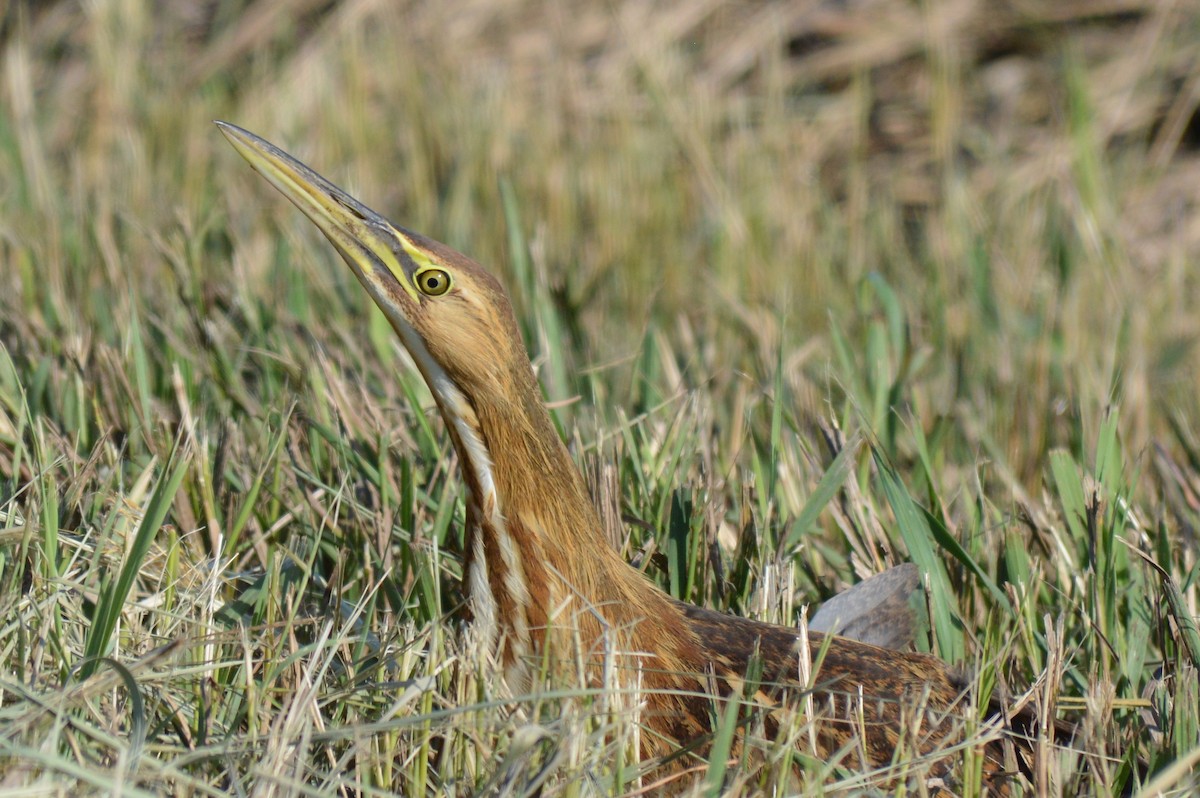 American Bittern - Dave Klema