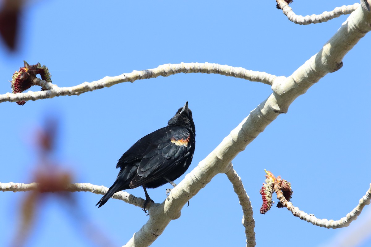 Red-winged Blackbird - ML328905231