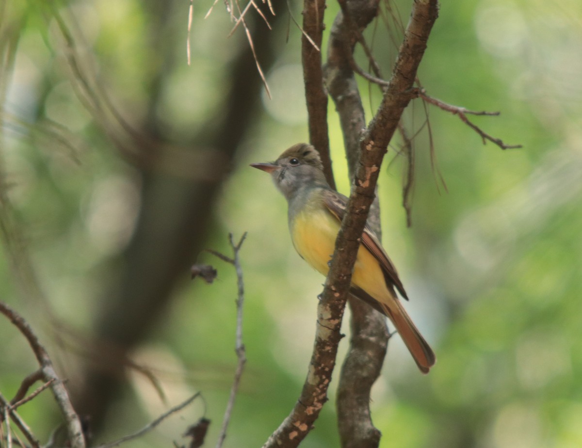 Great Crested Flycatcher - ML328906321
