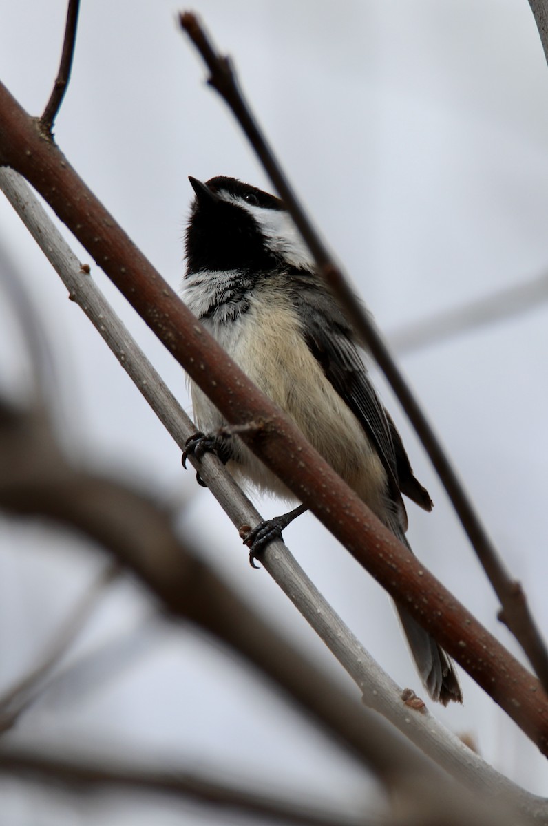 Mésange à tête noire - ML328906491