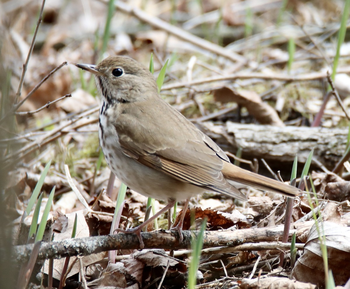 Hermit Thrush - ML328906741