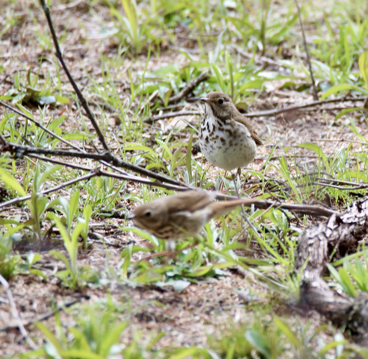 Hermit Thrush - ML328906771