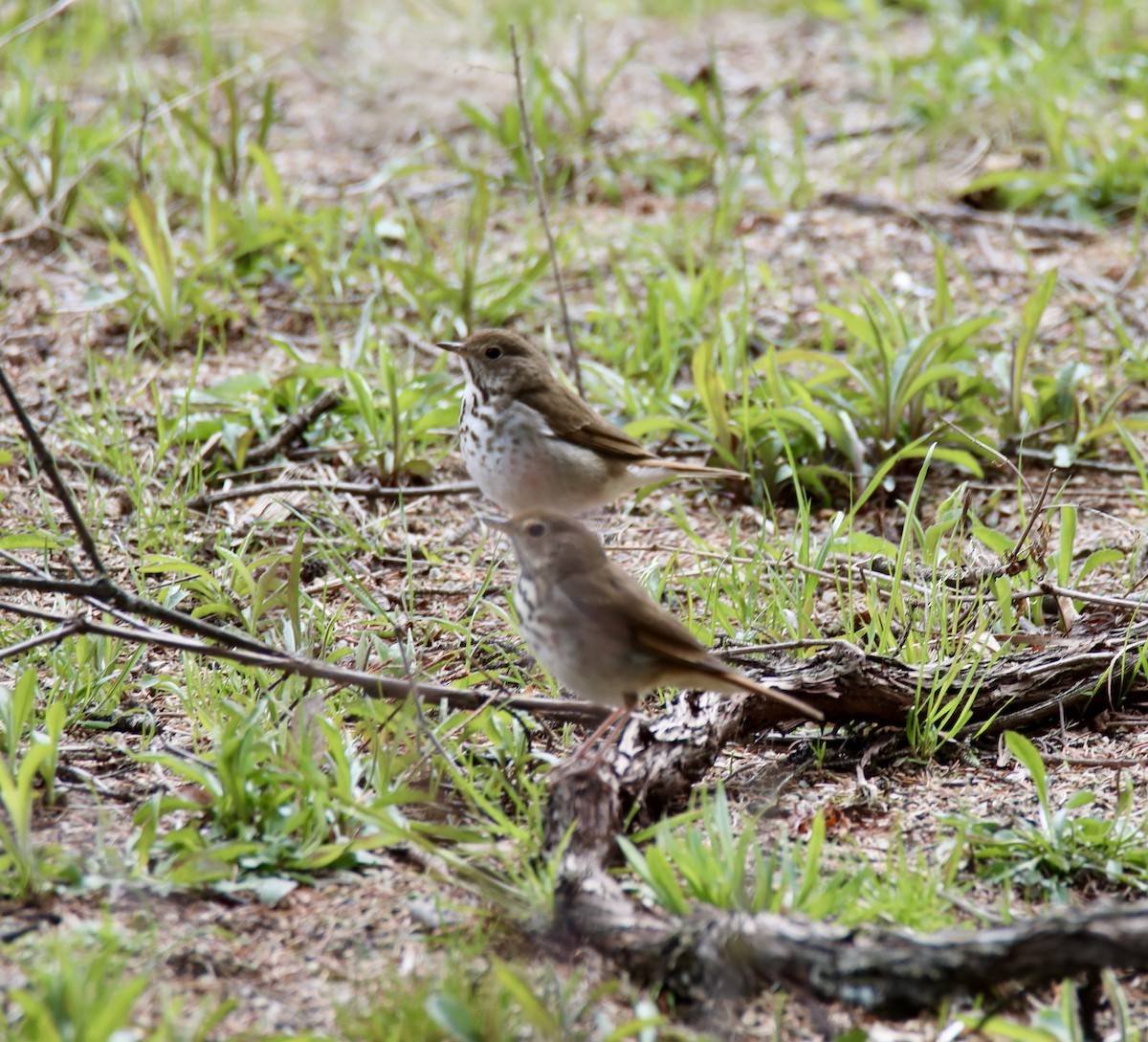 Hermit Thrush - ML328906821