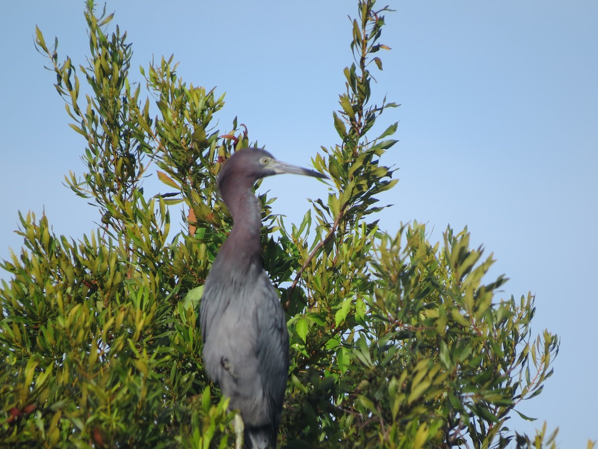 Little Blue Heron - ML32890781