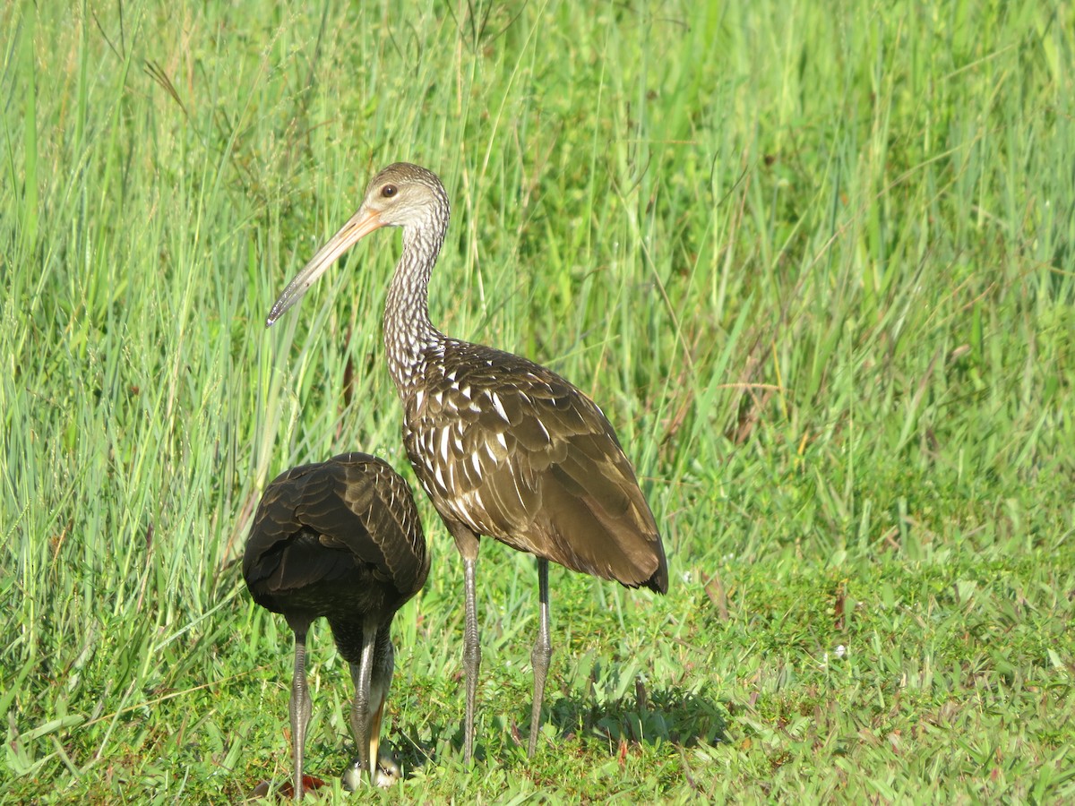 Limpkin - ML32890811