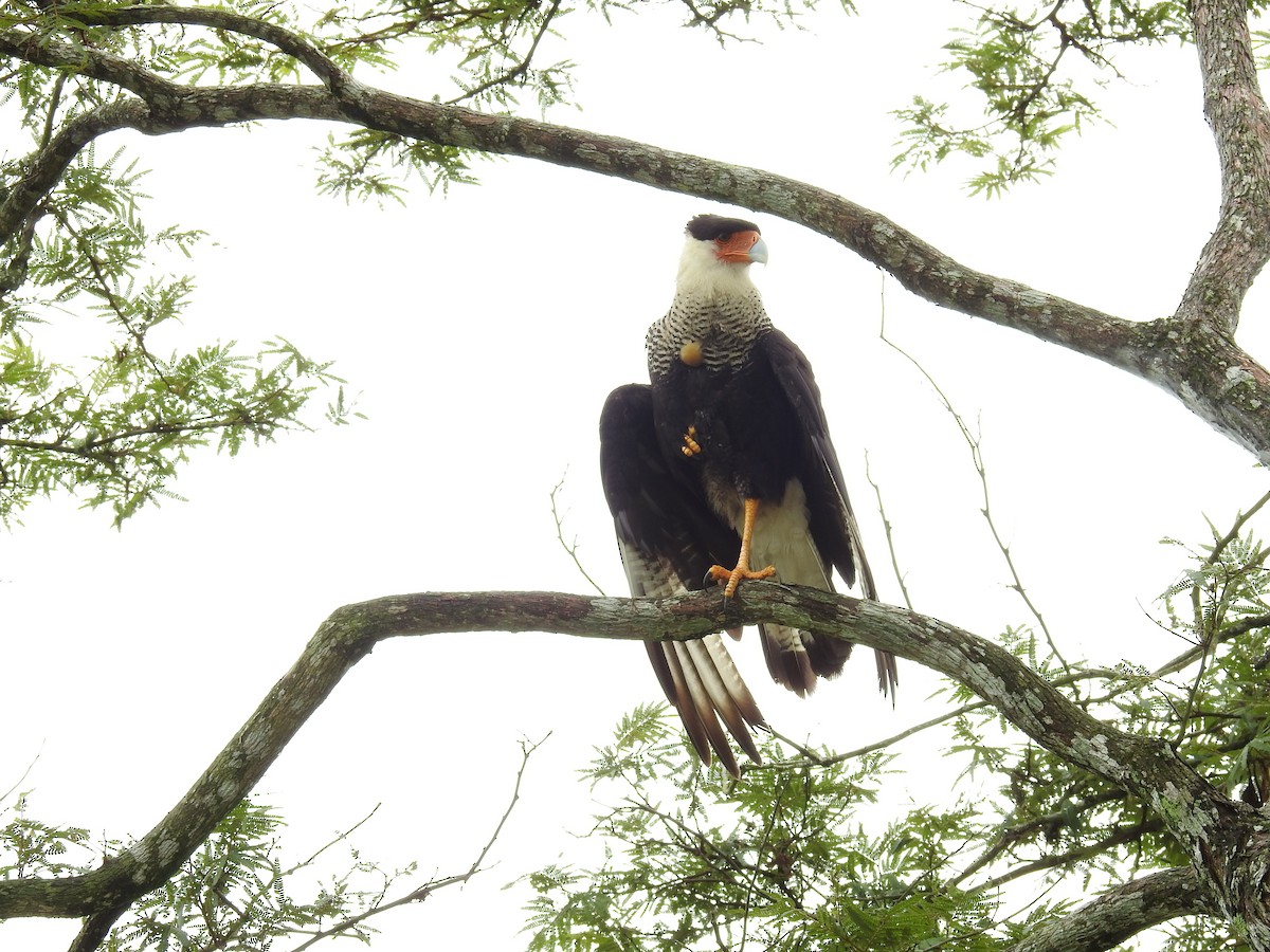 Crested Caracara (Northern) - ML328909391