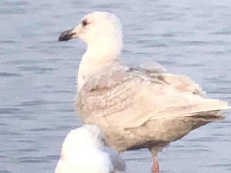 Glaucous-winged Gull - ML328909721