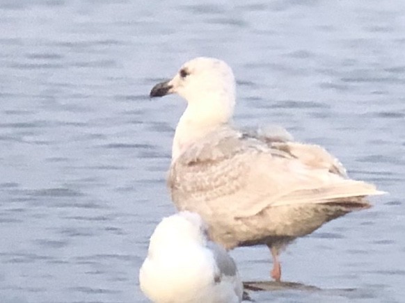 Glaucous-winged Gull - ML328909731