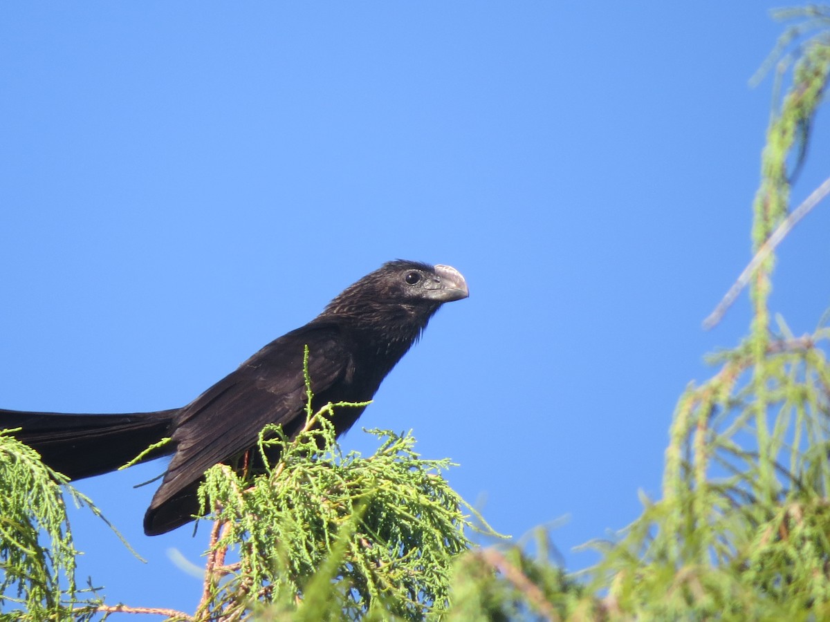Smooth-billed Ani - ML32891111