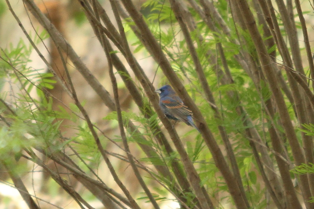 Blue Grosbeak - Charles Vickers