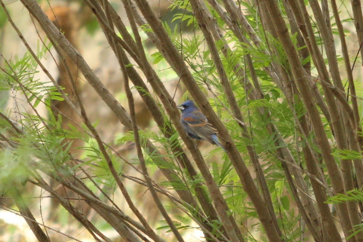 Blue Grosbeak - Charles Vickers