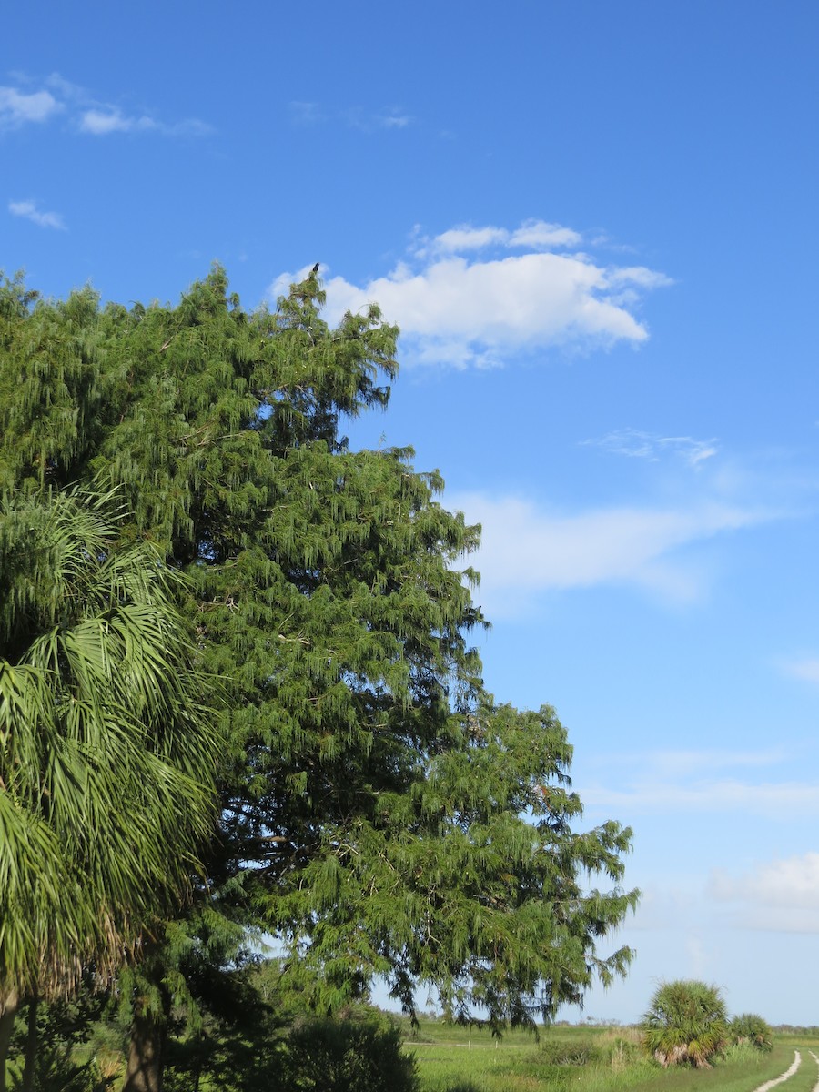 Smooth-billed Ani - ML32891231