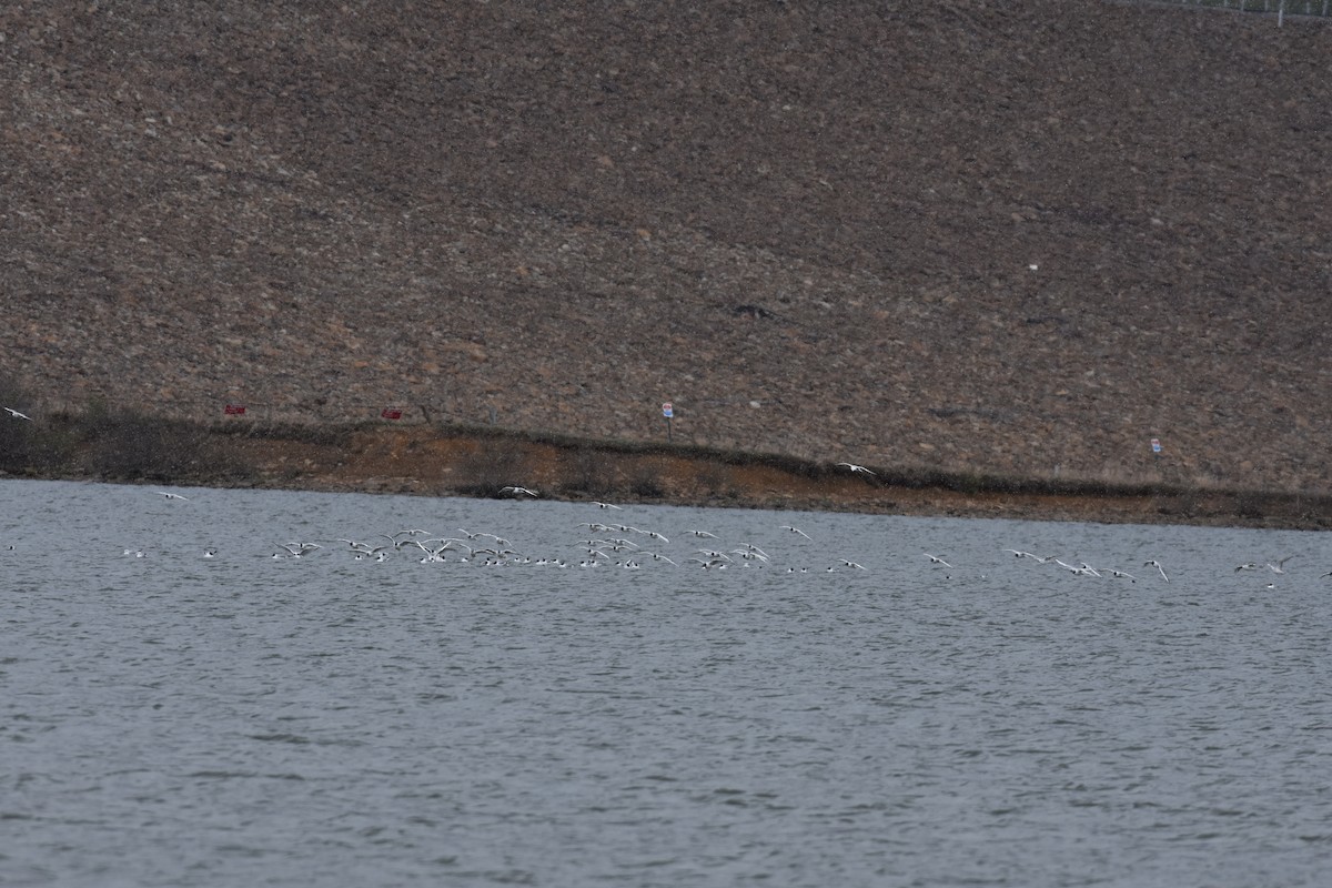 Bonaparte's Gull - ML328912441