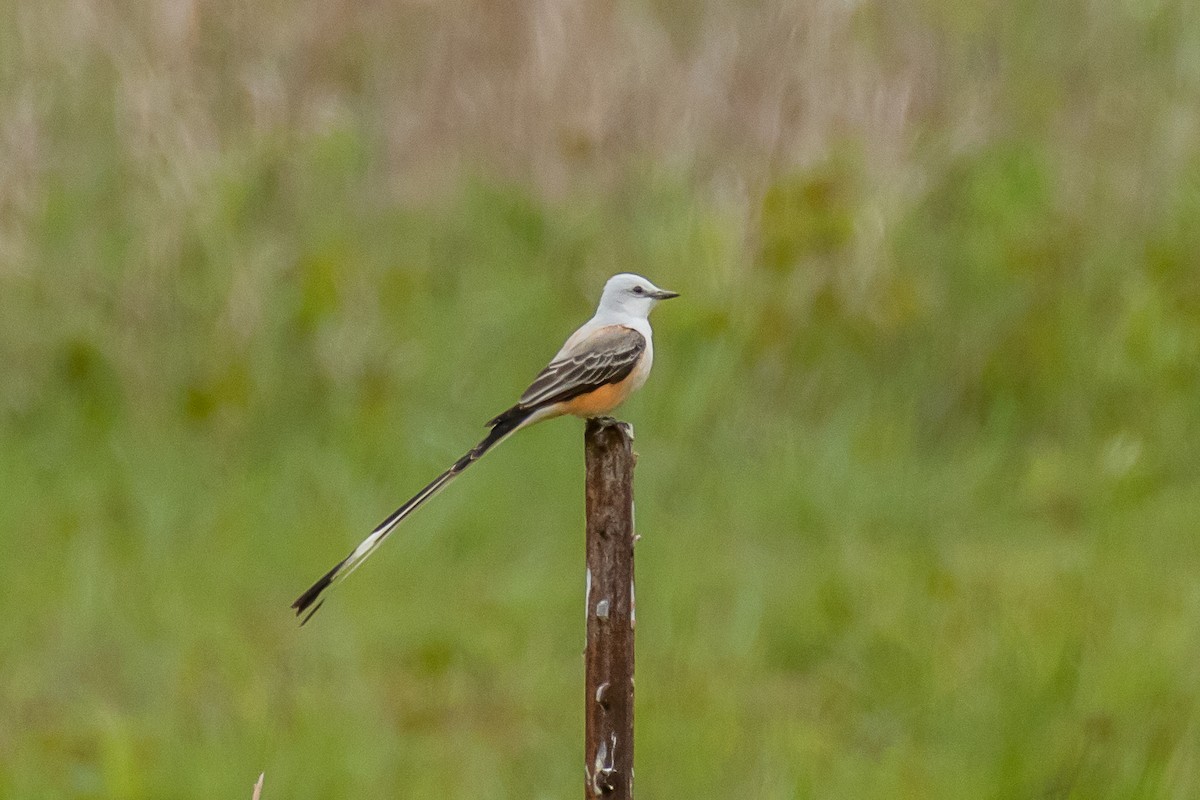 Scissor-tailed Flycatcher - ML328913101