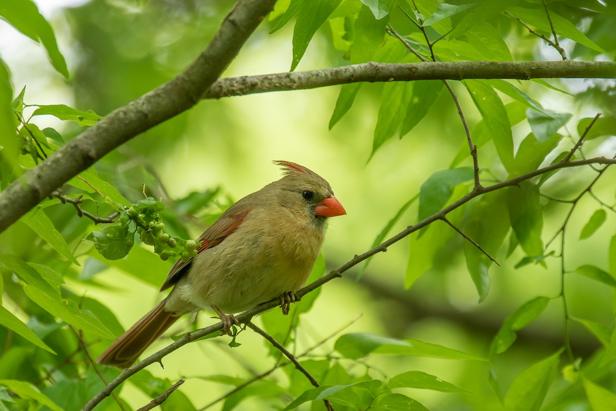 Northern Cardinal - ML328913881