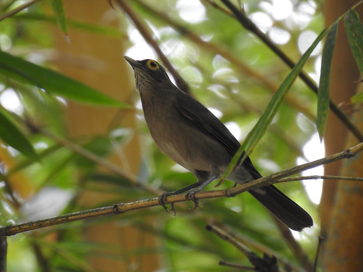 Spectacled Thrush - ML328914041