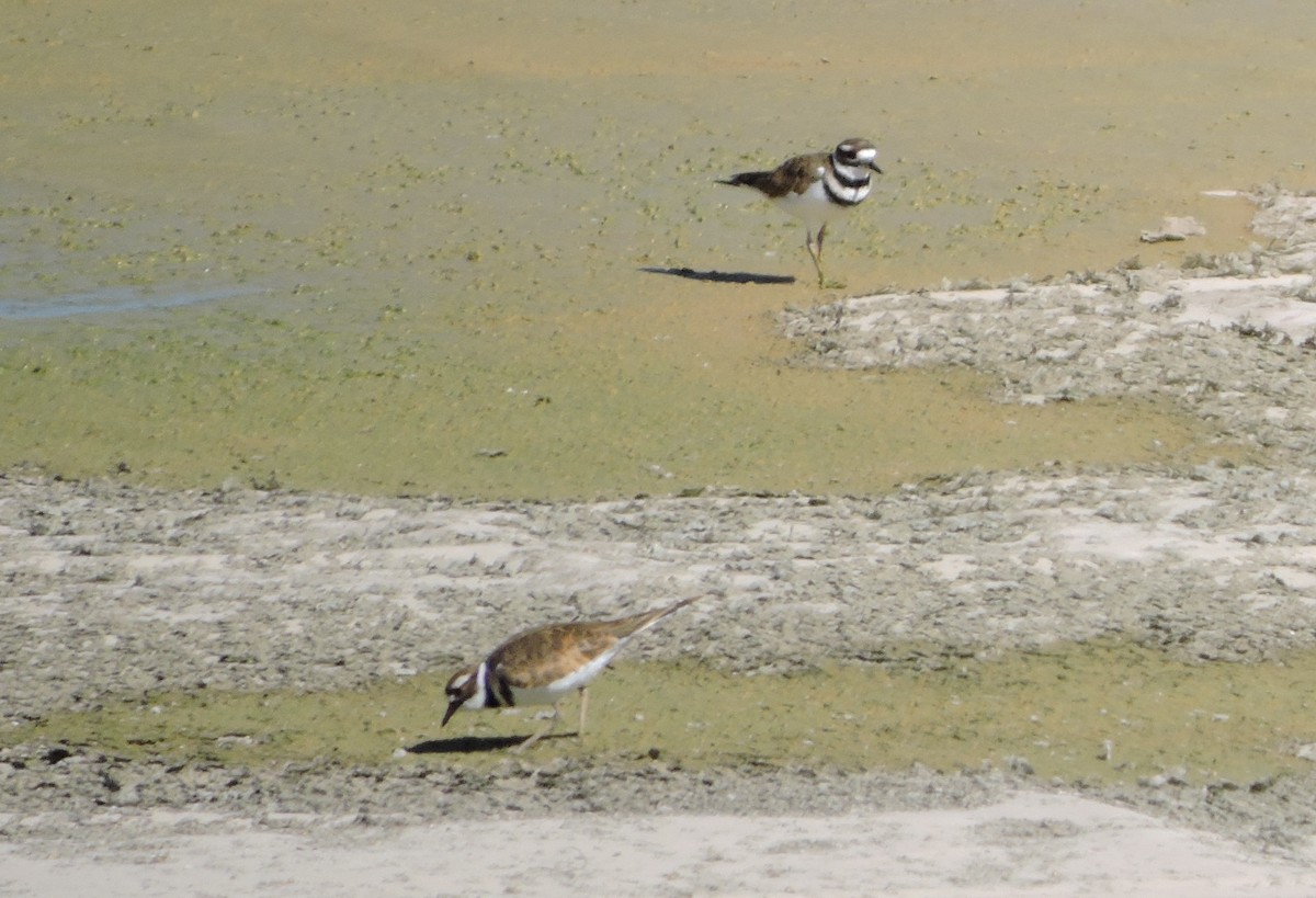 Killdeer - Greg Cross