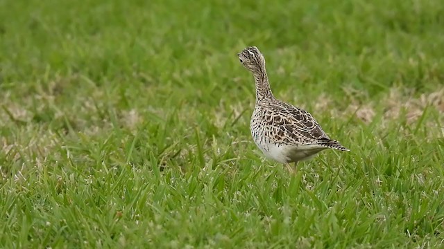 Upland Sandpiper - ML328914271