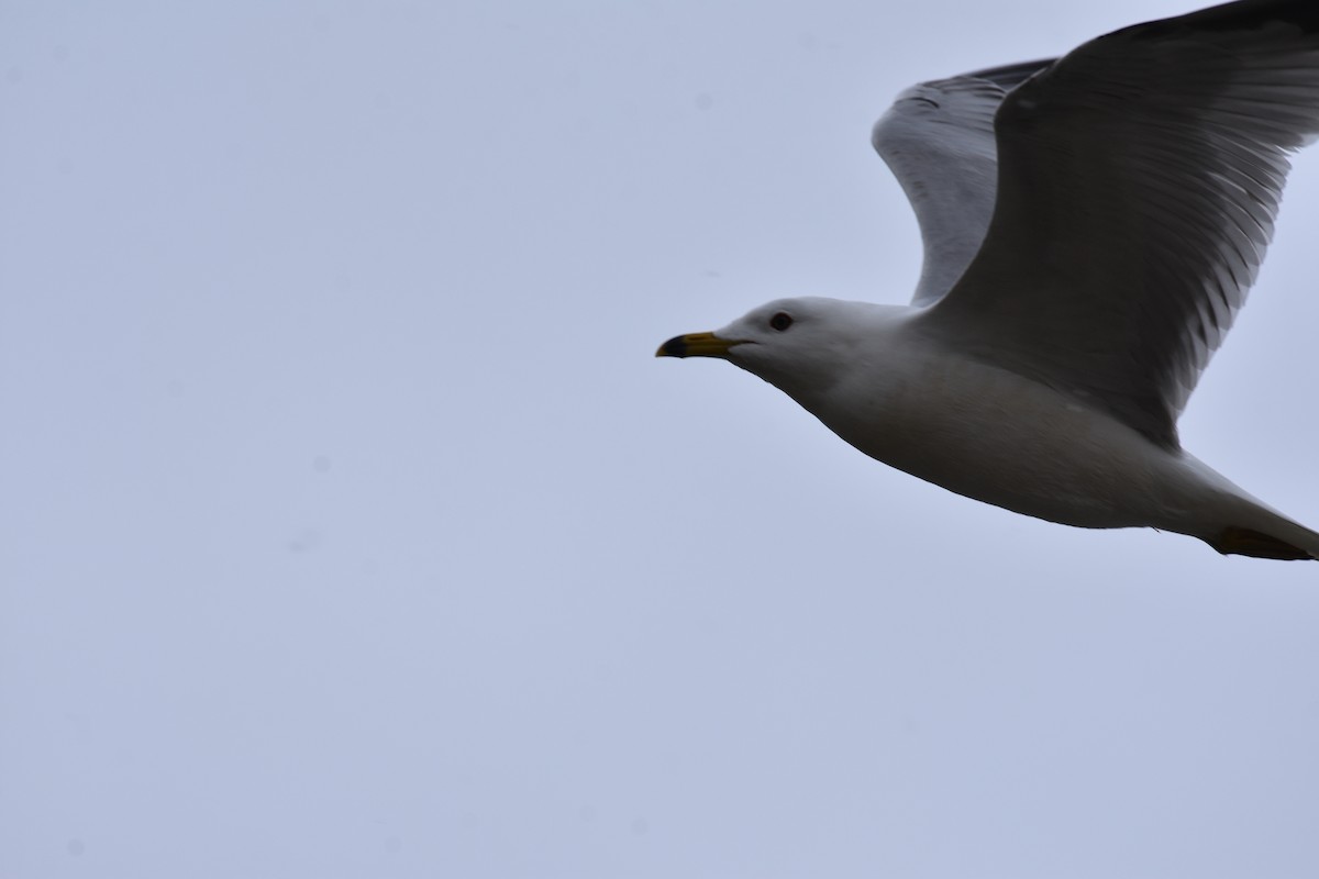 Ring-billed Gull - ML328914281