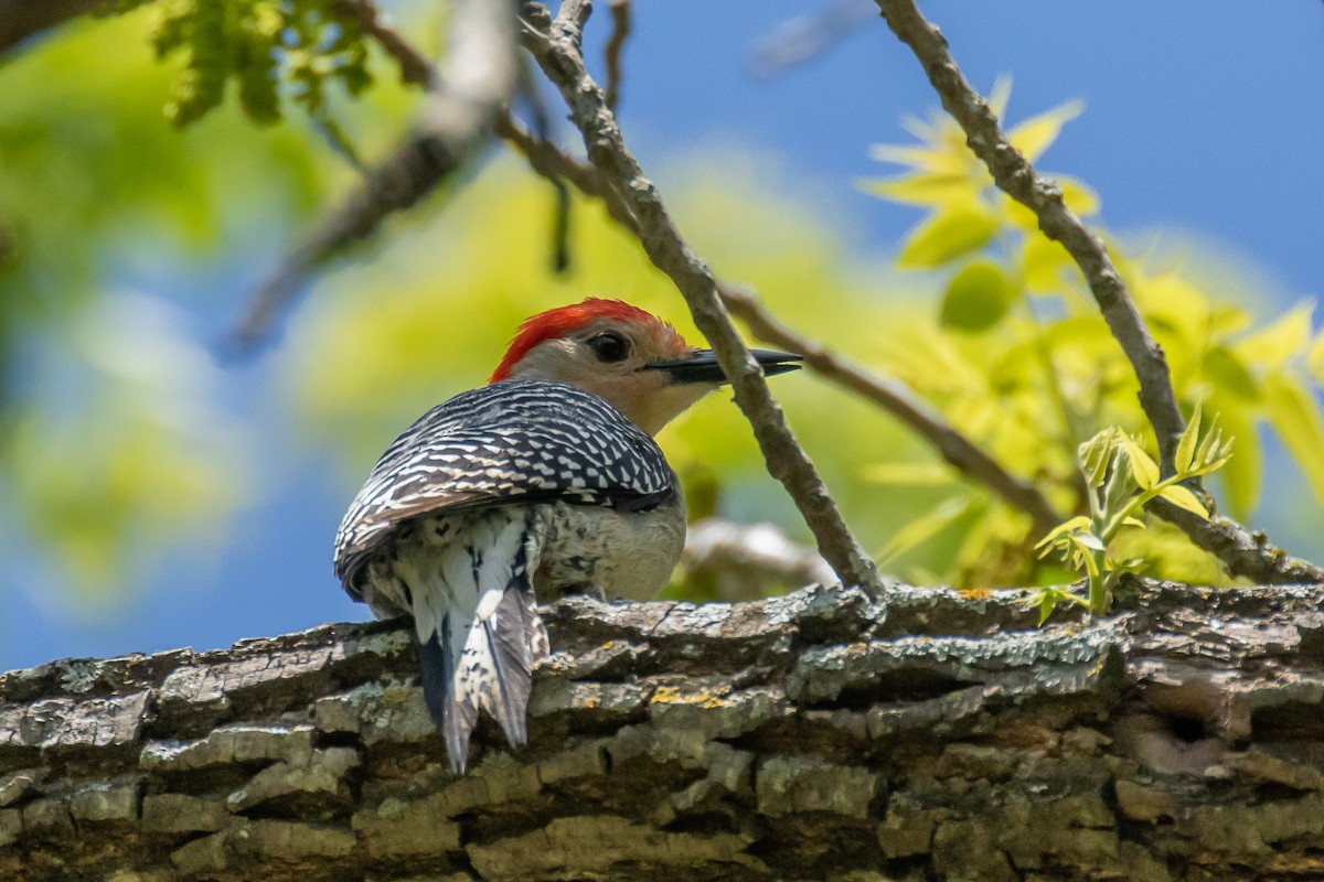 Red-bellied Woodpecker - ML328914291