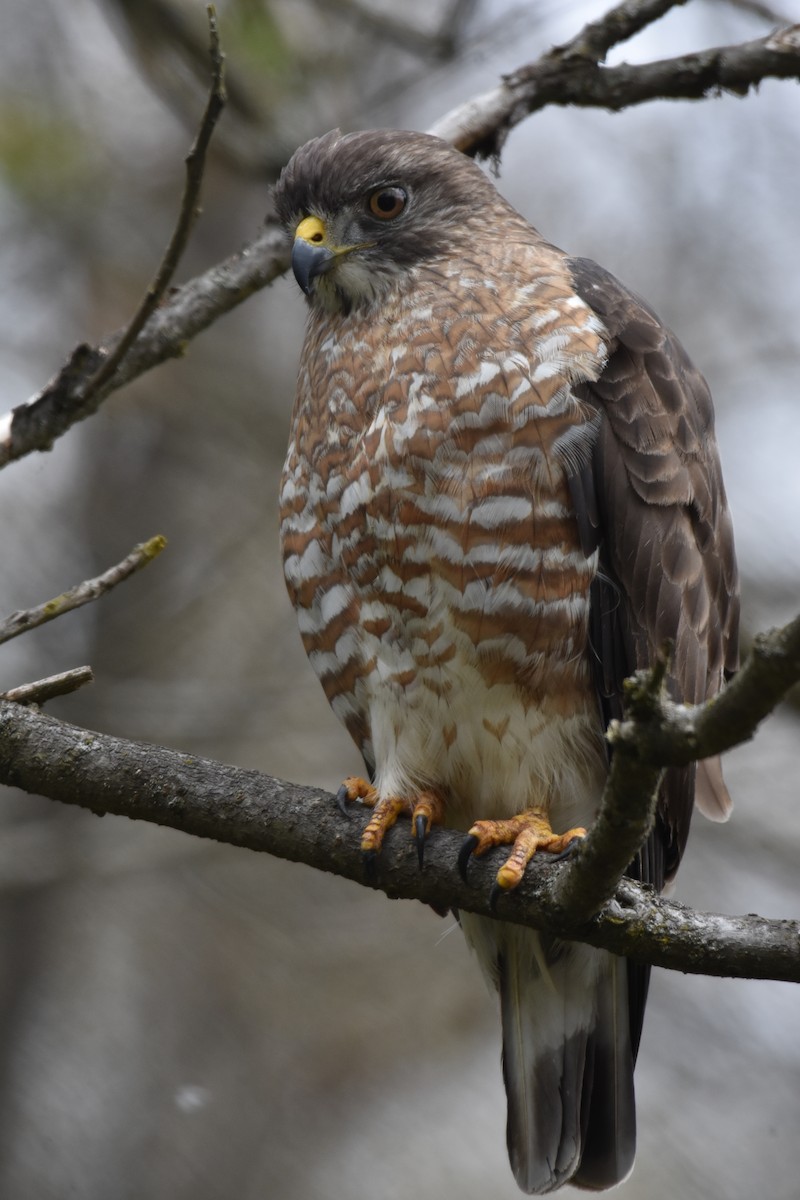 Broad-winged Hawk - ML328915021