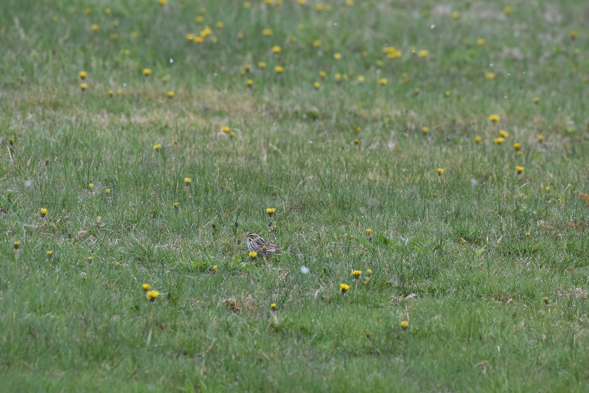 Savannah Sparrow - jerod skebo
