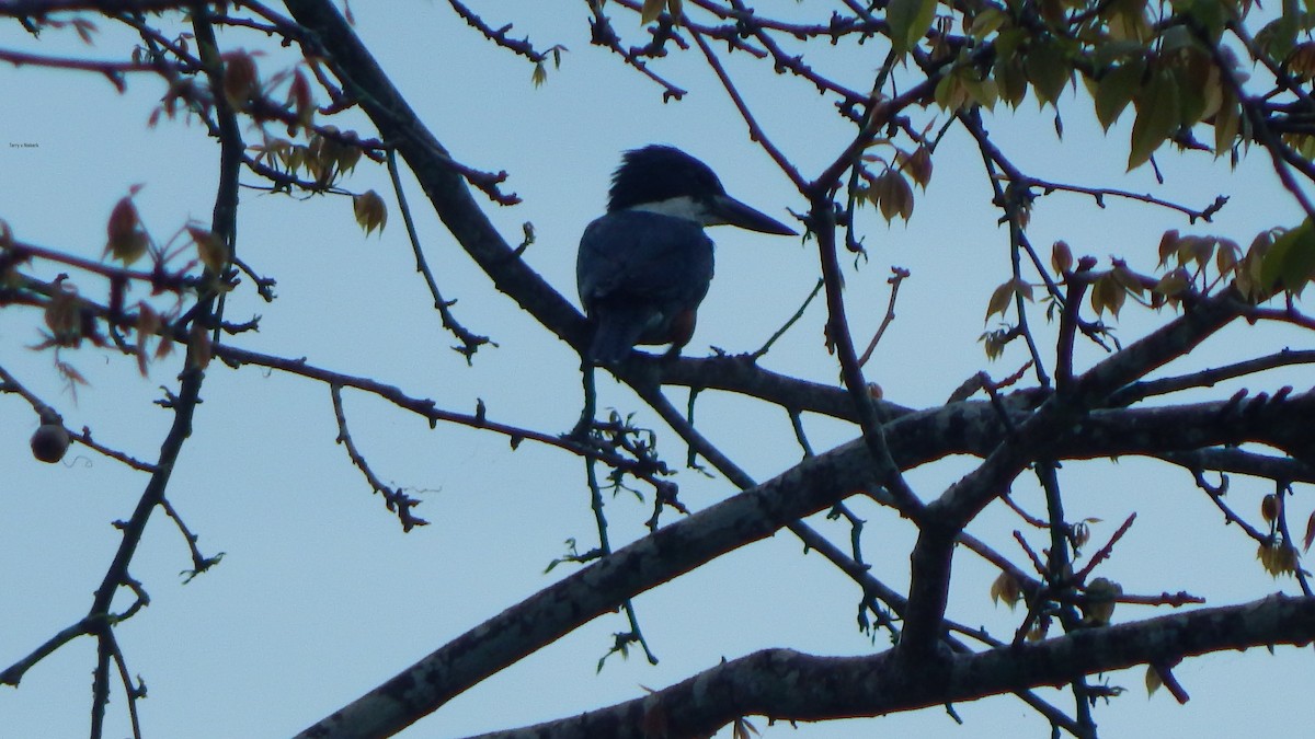 Ringed Kingfisher - ML328915111