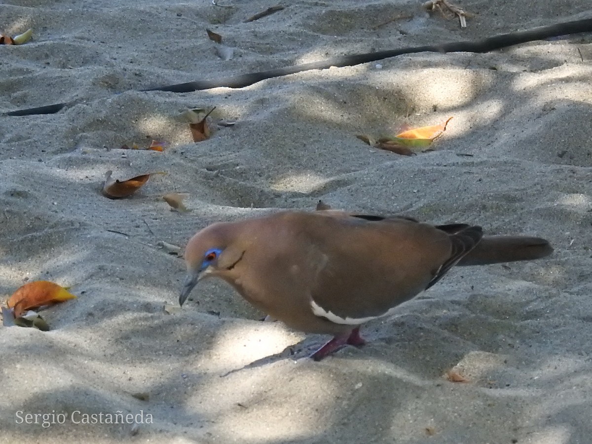 White-winged Dove - ML328916541