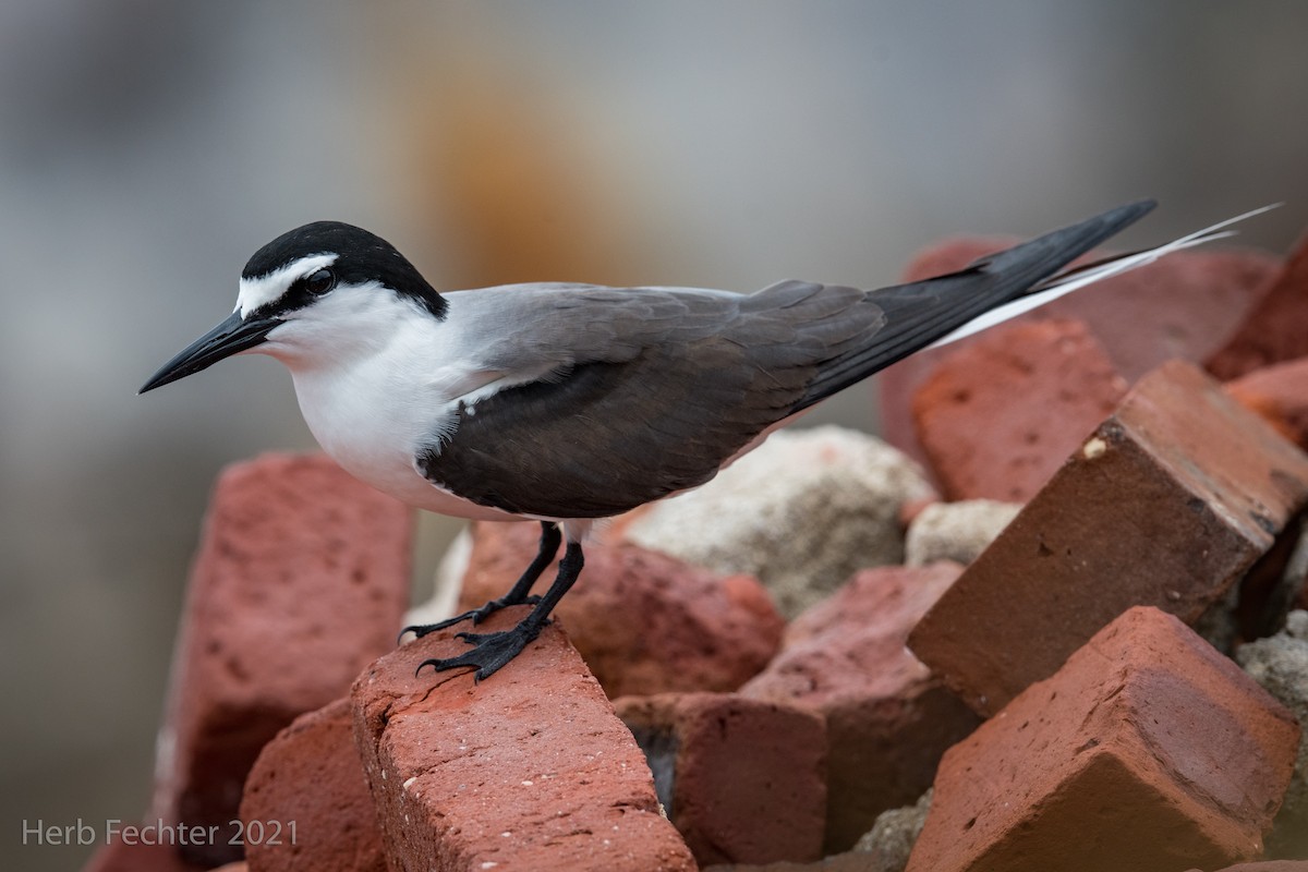 Bridled Tern - ML328917021