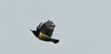 Purple-rumped Sunbird - ML328917651