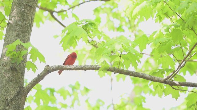 Summer Tanager - ML328917871
