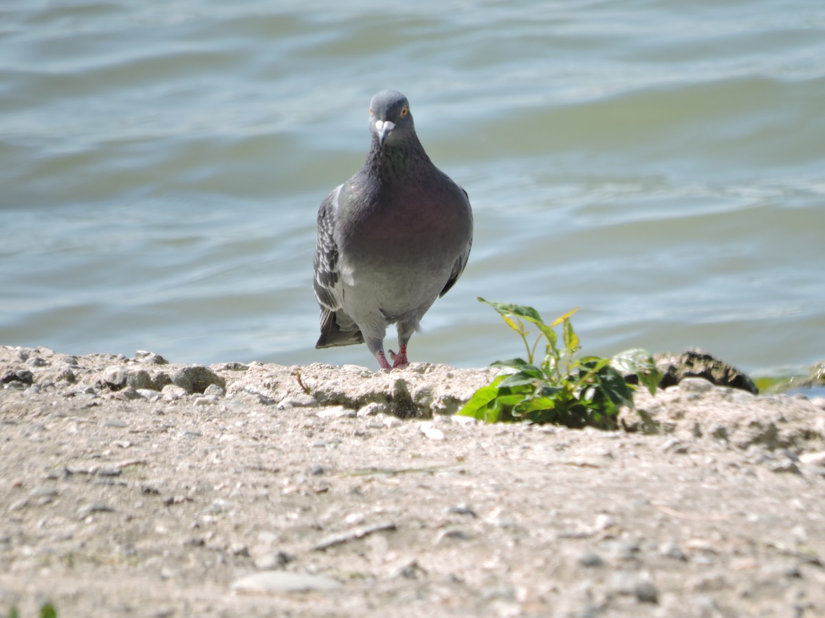 Rock Pigeon (Feral Pigeon) - ML328919161