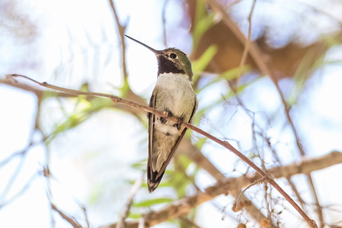 Broad-tailed Hummingbird - Jeff Bray