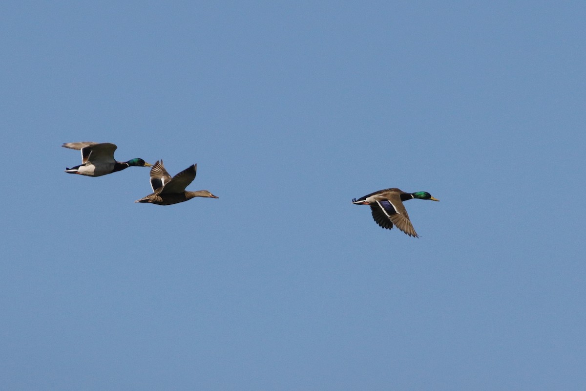 Mallard - Ann Stockert